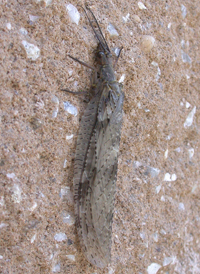Summer Fishfly